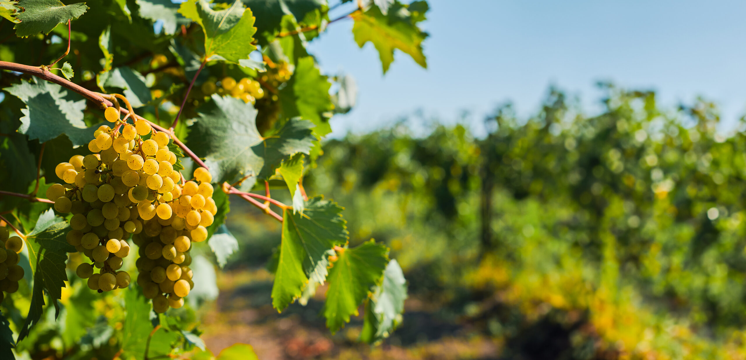 Bunches of green grapes in the vineyard