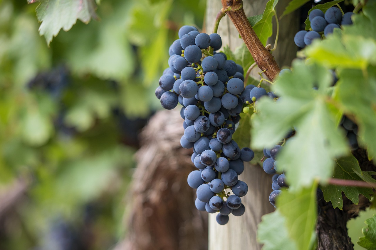 Close-up image of a grape in a vineyard