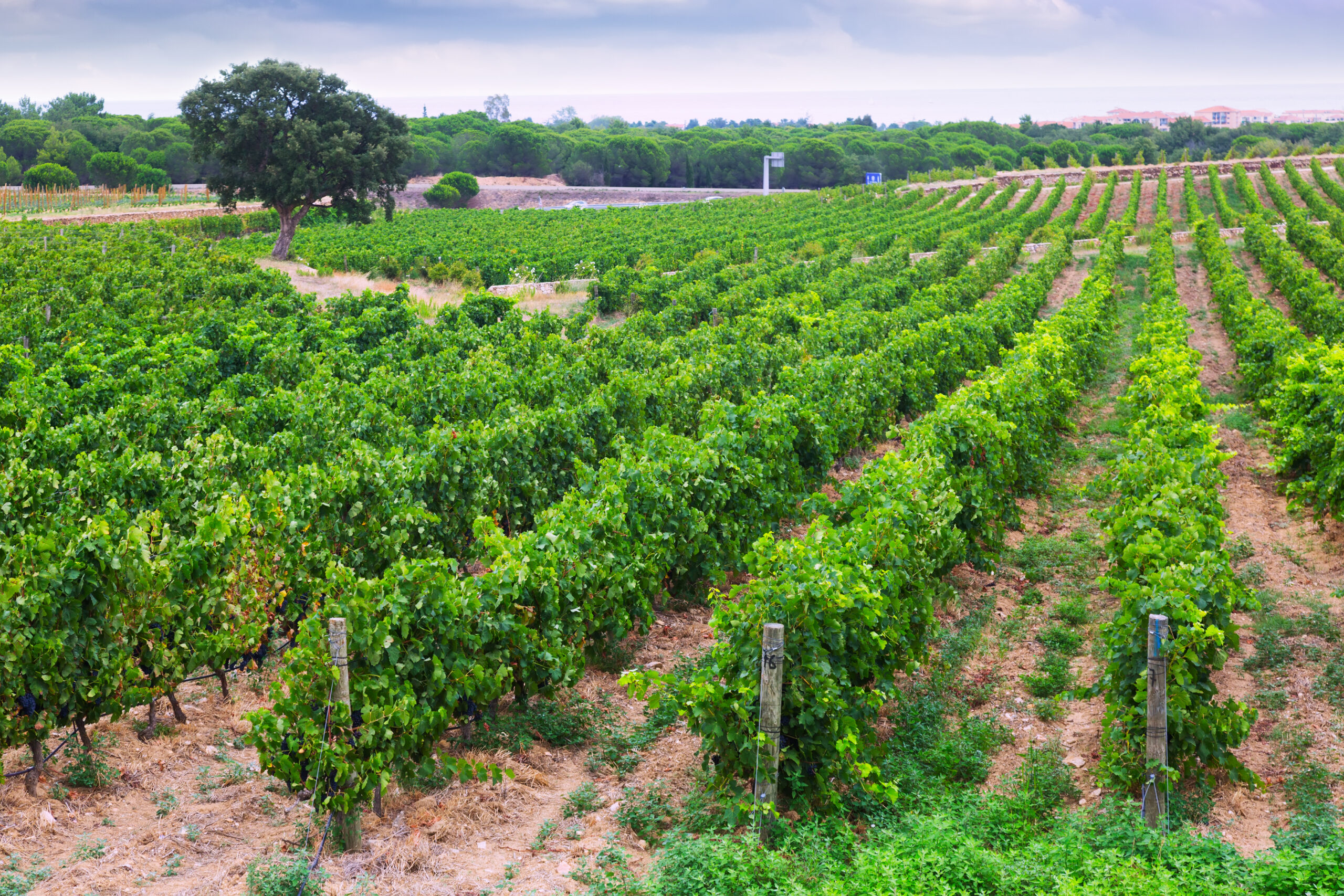 Different Wine Tour Seasons