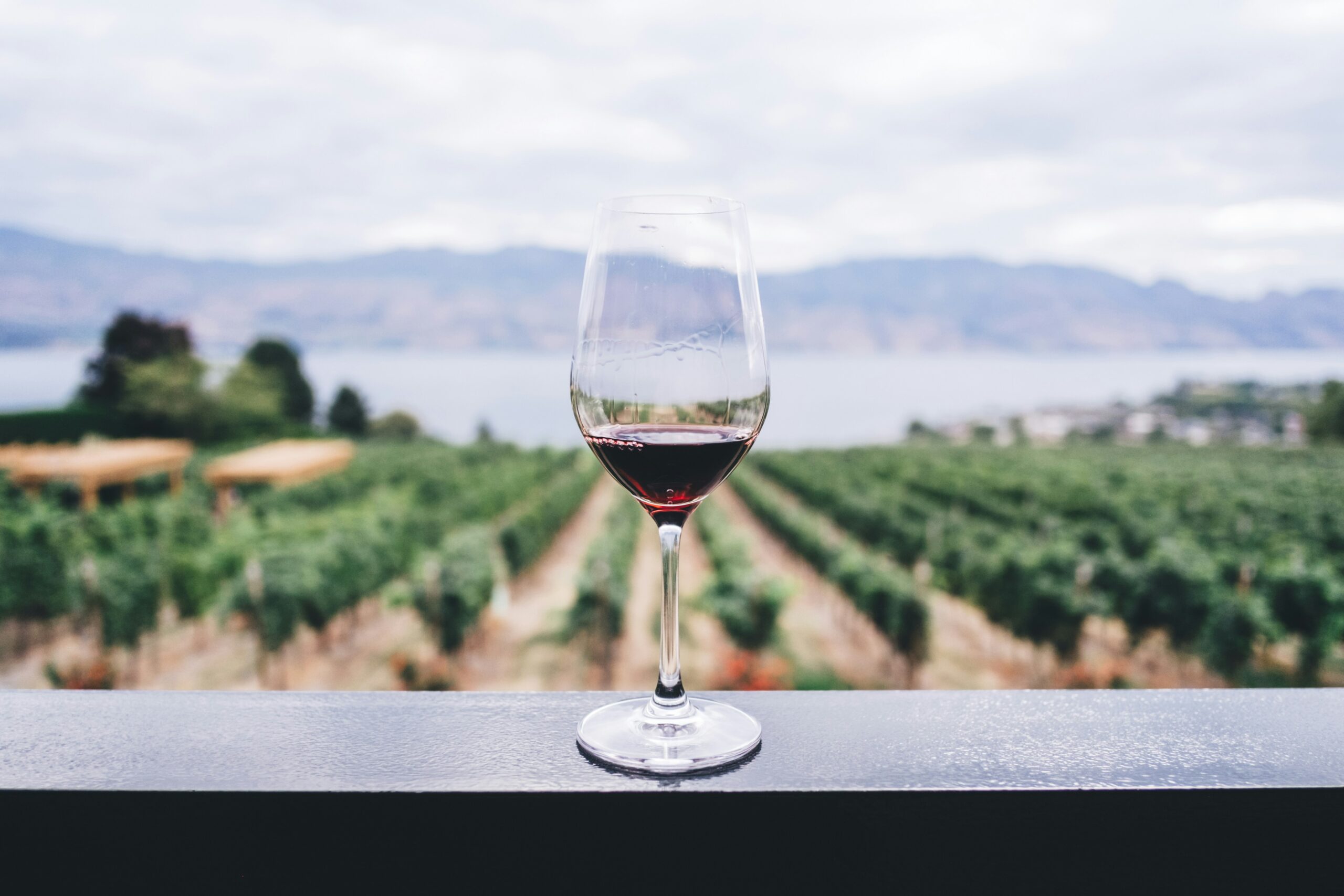 Wine glass in a vineyard